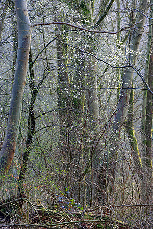SPRING WOODLAND - HINTS OF SPRING MSP010180