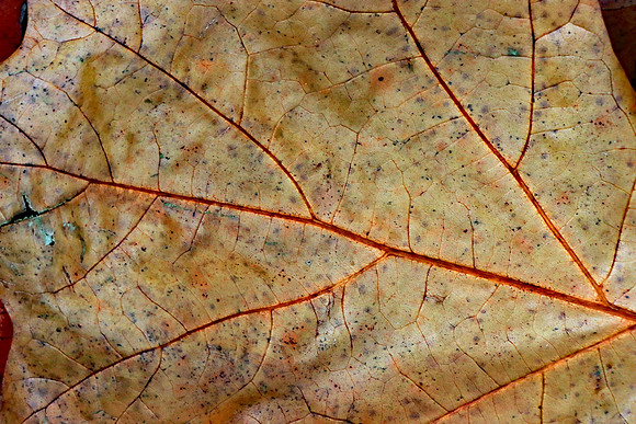 TRANSITION MSP010105