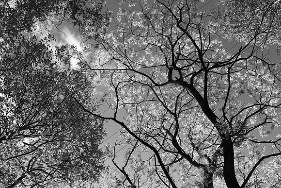SPRING WOODLAND BW MSP010216