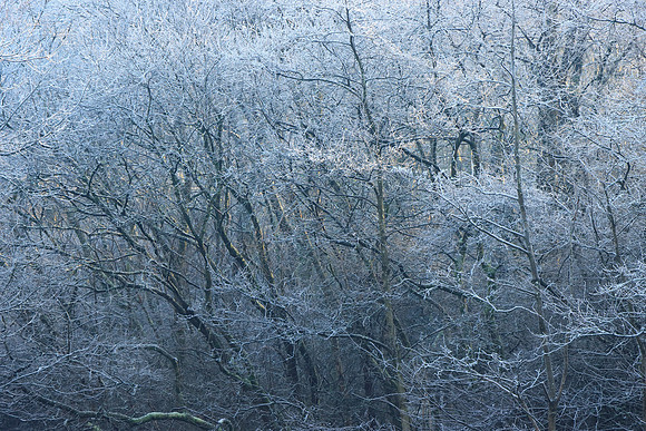 WINTER WOODLAND MSP010114