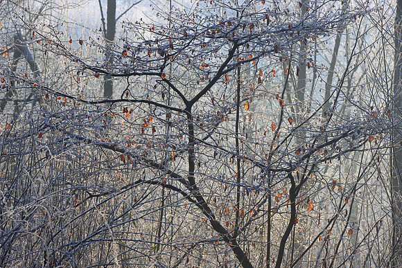WINTER WOODLAND - DANCING TO THE LIGHT MSP010174