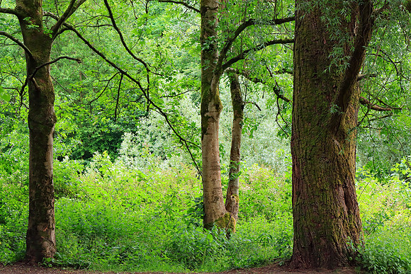 SUMMER WOODLAND MSP010227