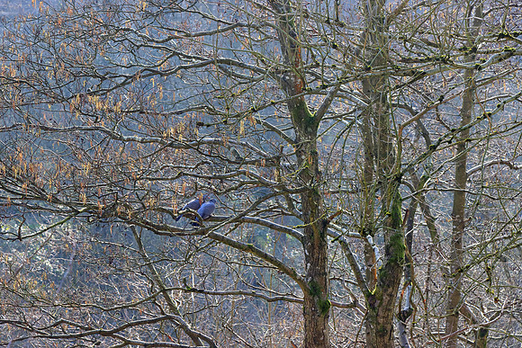 WINTER WOODLAND - WAITING FOR SPRING MSP010175