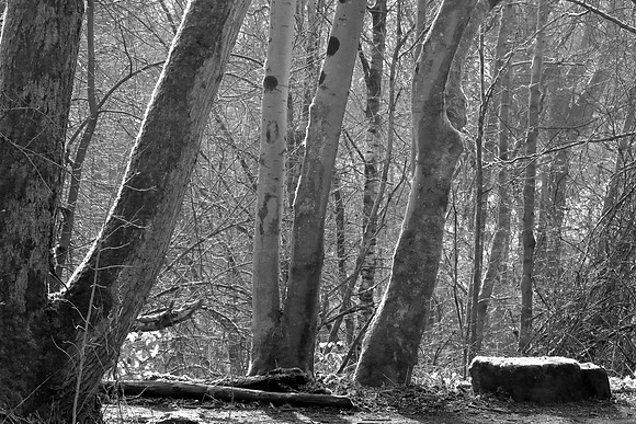 MORNING LIGHT BW MSP010164