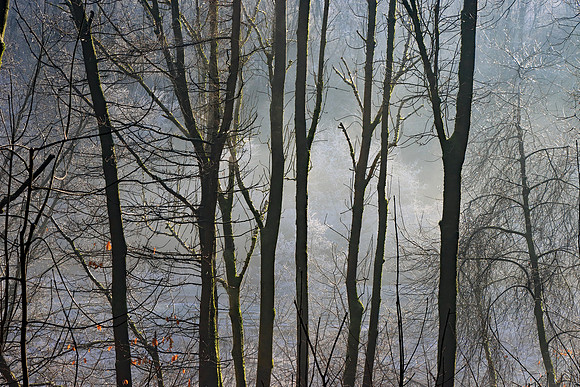 WINTER WOODLAND MSP010119