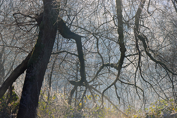 WINTER WOODLAND - THE SEARHERS MSP010128