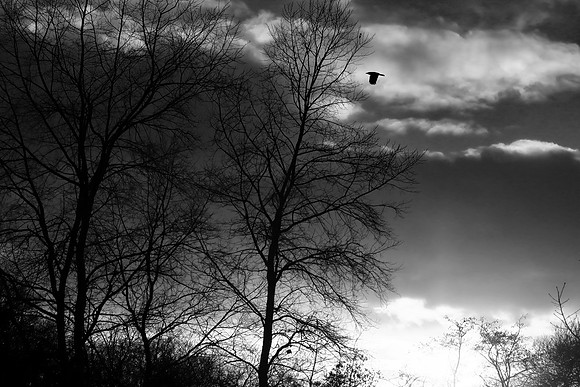 GHOSTS OF WINTER B/W MSP010231