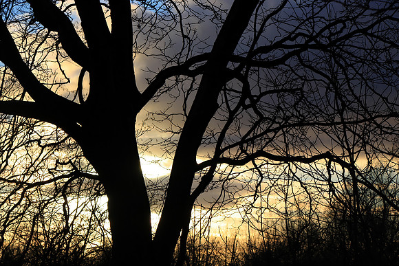 GHOSTS OF WINTER MSP010233