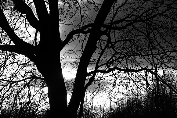 GHOSTS OF WINTER BW MSP010232