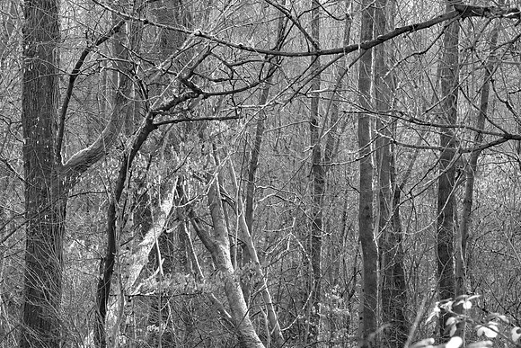SECRET MEETINGS BW MSP010166