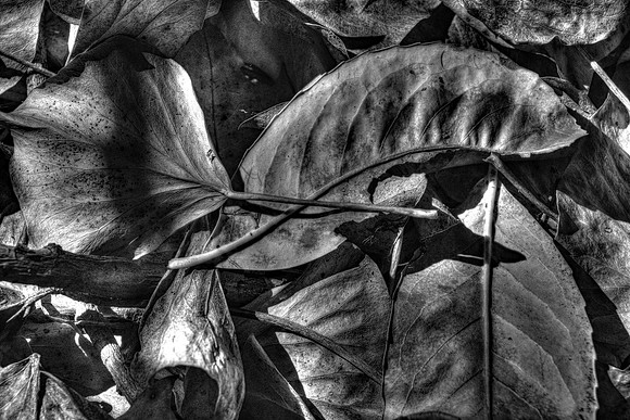 FALLEN LEAVES BW MSP010211