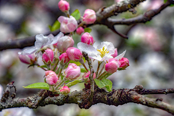 GALA APPLE TREE BLOOMS MSP010199