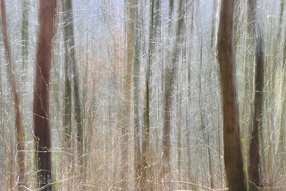 SPRING WOODLAND - HINTS OF SPRING - ICM MSP010184