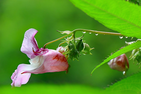 HIMALAYAN BALSAM MSP010087