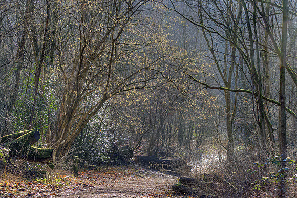 SPRING WOODLAND - HINTS OF SPRING MSP010234