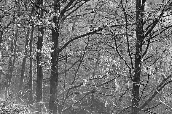 WINTER WOODLAND - BW MSP010135