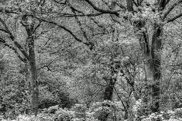 WOODLAND MSP010001