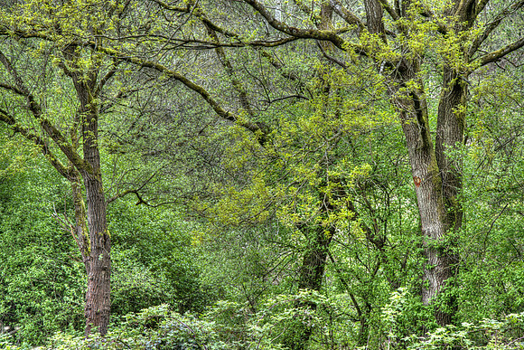WOODLAND MSP010003