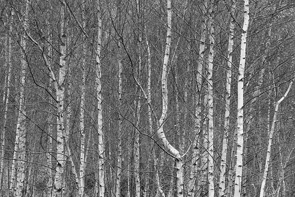 ODD ONE OUT MSP010000