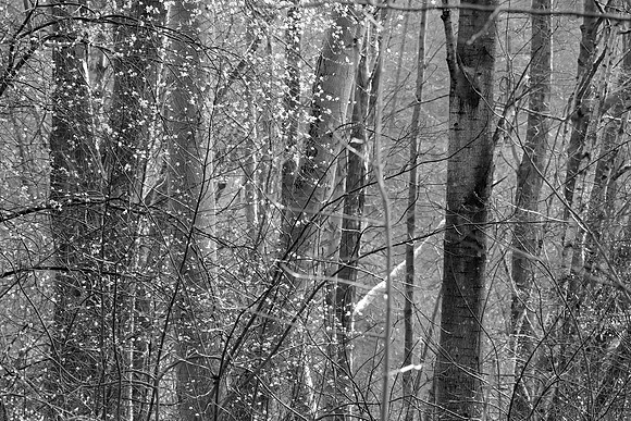SPRING WOODLAND - HINTS OF SPRING - BW MSP010190