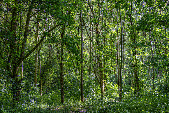 SUMMER WOODLAND MSP10010