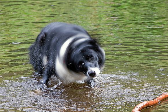 SHAKE IT OFF MSP0004002