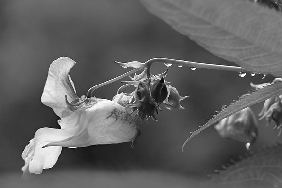 HIMALAYAN BALSAM MSP010088