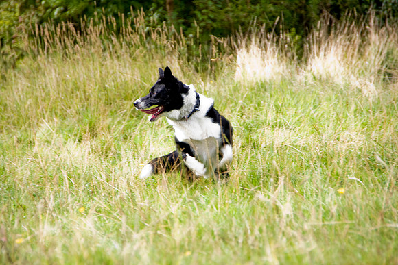 PIP MSP0004004