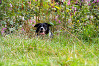 PIP MSP0004006