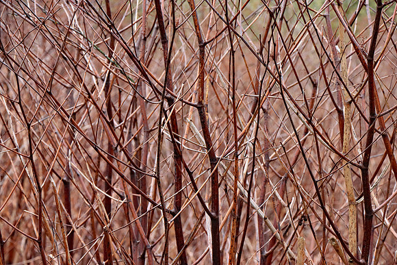 JAPANESE KNOTWEED MSP010007