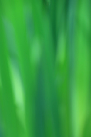 REEDS MSP010002