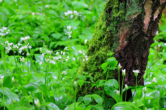 WILD GARLIC MSP010006