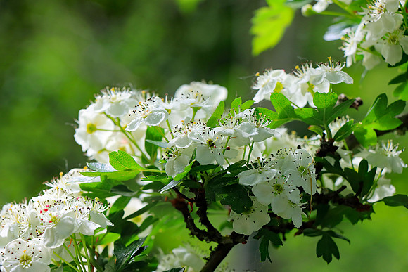 HAWTHORN BLOSSOM MSP010224