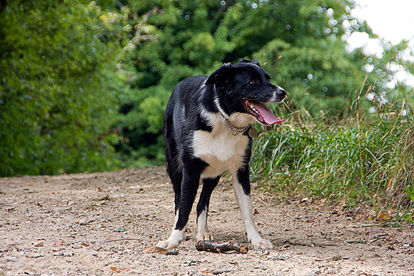 BORDER COLLIE MSP0004010