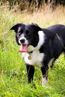 BORDER COLLIE MSP0004008