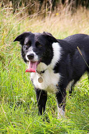 BORDER COLLIE MSP0004008