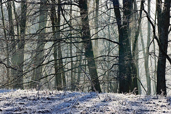 WINTER WOODLAND MSP010111