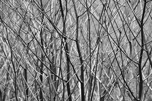 JAPANESE KNOTWEED MSP010008