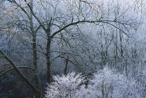 WINTER WOODLAND - FROZEN MSP010139