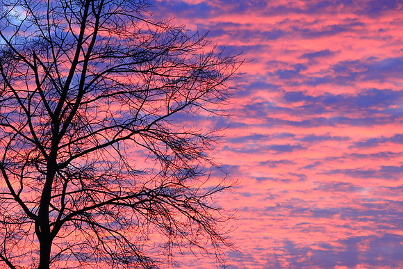 SILVER BIRCH SUNSET SILHOUETTE
