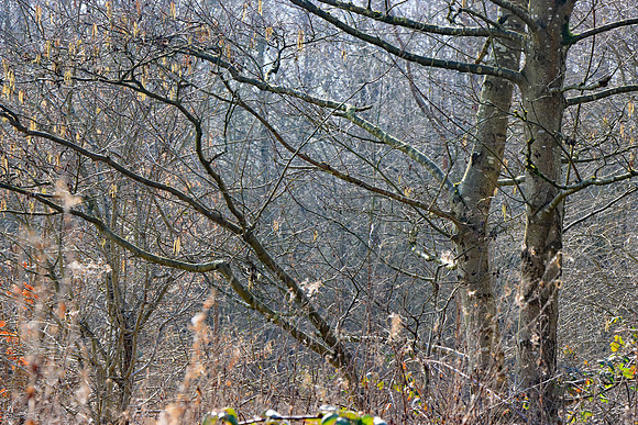 SPRING WOODLAND - HINTS OF SPRING MSP010186