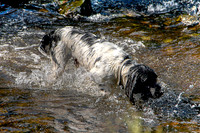 SPRINGER SPANIEL HDR MSP0004038