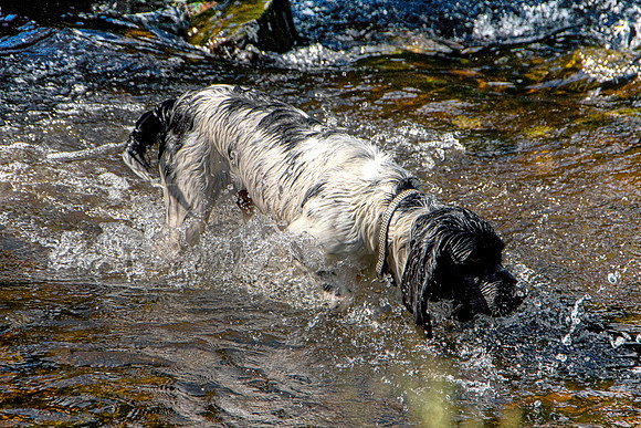 SPRINGER SPANIEL HDR MSP0004038