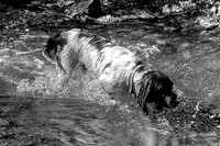 SPRINGER SPANIEL MONO HDR MSP0004039