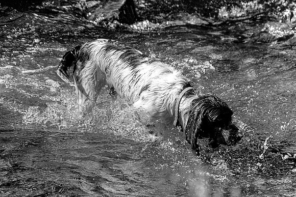 SPRINGER SPANIEL MONO HDR MSP0004039