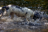SPRINGER SPANIEL HDR MSP0004034