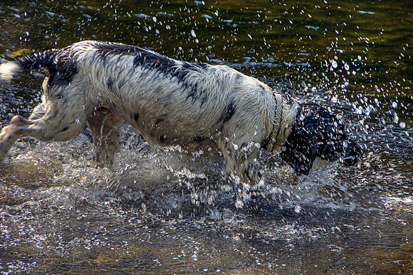 SPRINGER SPANIEL HDR MSP0004034
