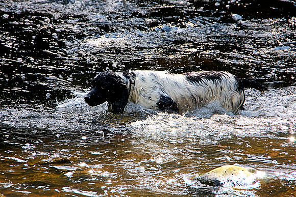 SPRINGER SPANIEL HDR MSP0004036