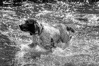 SPRINGER SPANIEL MONO MSP0002717