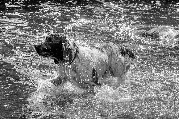 SPRINGER SPANIEL MONO MSP0002717